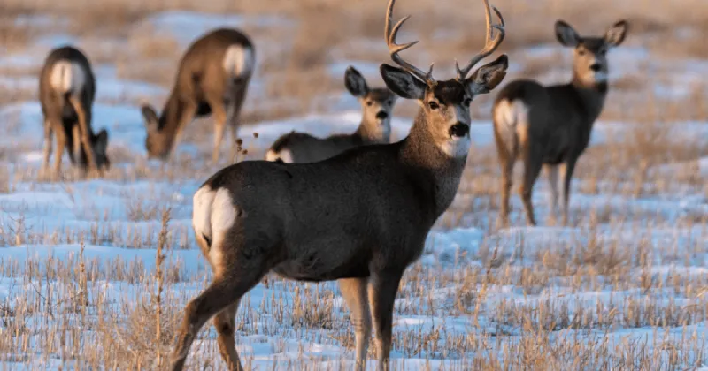 Leftover big game permits available Aug. 5