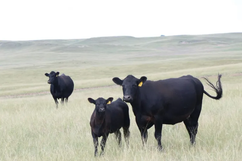 USDA announces phased reopening of southern ports for livestock trade