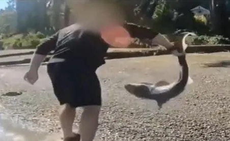 Man accused of illegally 'wrestling' protected sharks in Washington state after months-long investigation