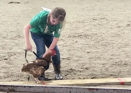 Chicken agility, dog costume contests entertain at the fair