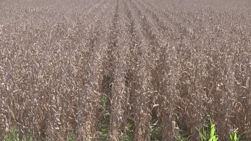 Nebraska ag leaders, Rep. Don Bacon discuss USMCA talks, trade war impact