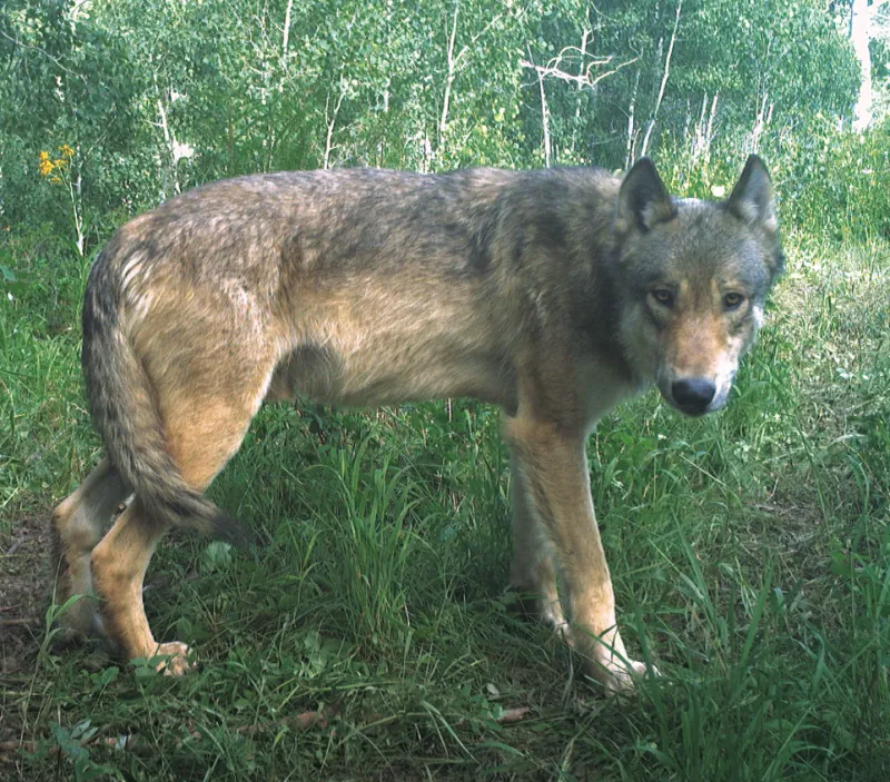 Uncollared wolf dies in northwest Colorado, marking fifth death this year