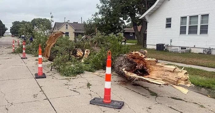 Storm brings rainfall, downed tree and traffic signal outage