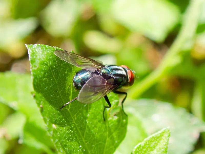 Research on foul odors and open wounds targets flesh-eating screwworm
