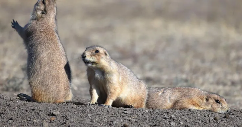 D. Jake Roberts: Bodacious badgers, birds and other burrowers