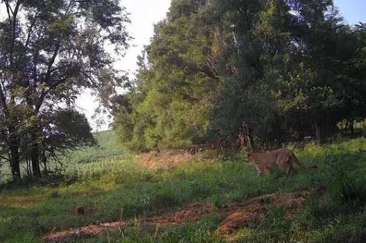 Mountain Lion Sighting Reported in Seward County