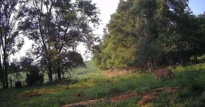 Mountain lion sighted in Southeast Nebraska