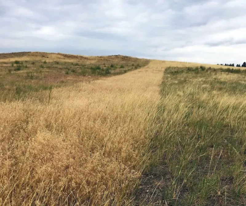 UW-led institute releases film highlighting 10 years of collaborative invasive grass management