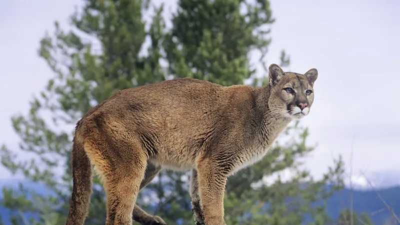 Game and Parks commissioners to consider 2027 mountain lion season