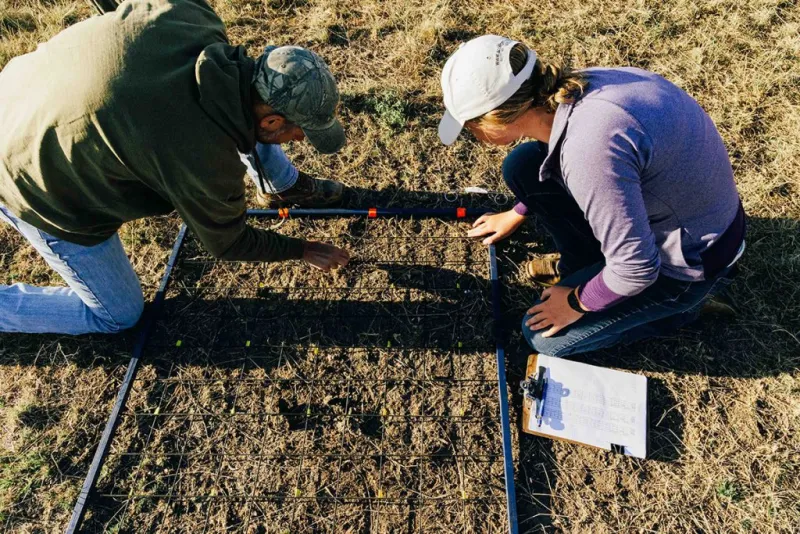 K-State graduate student explores cattle grazing as invasive grass management tool