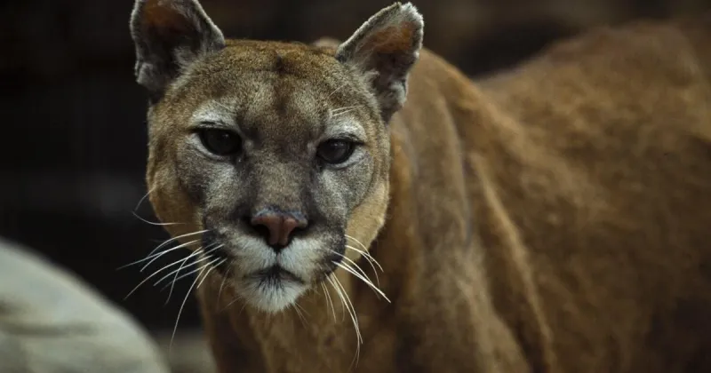 Nebraska Game and Parks to consider 2027 mountain lion season proposals
