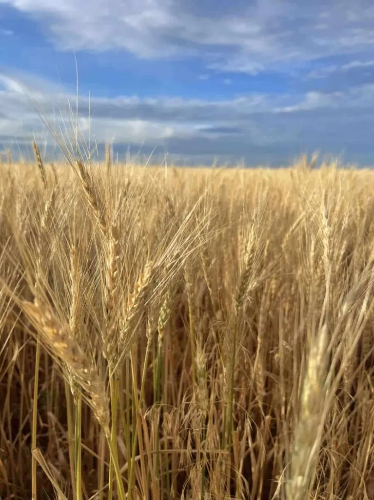 Boozman plans early September farm bill vote