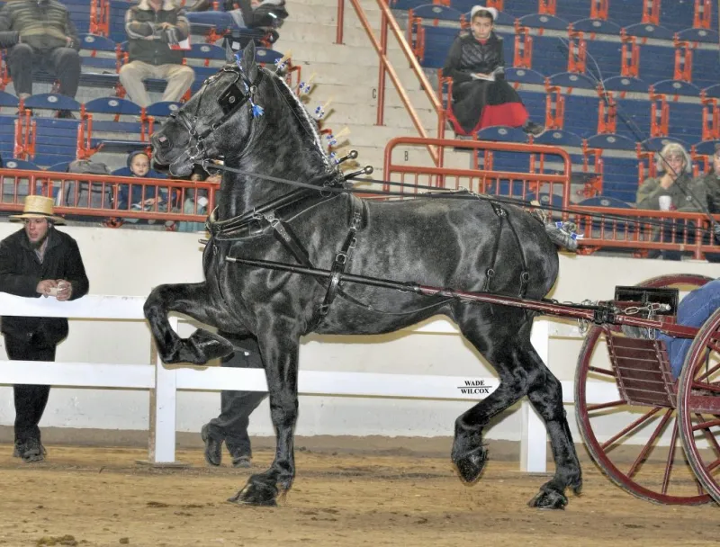 J.W. Percherons