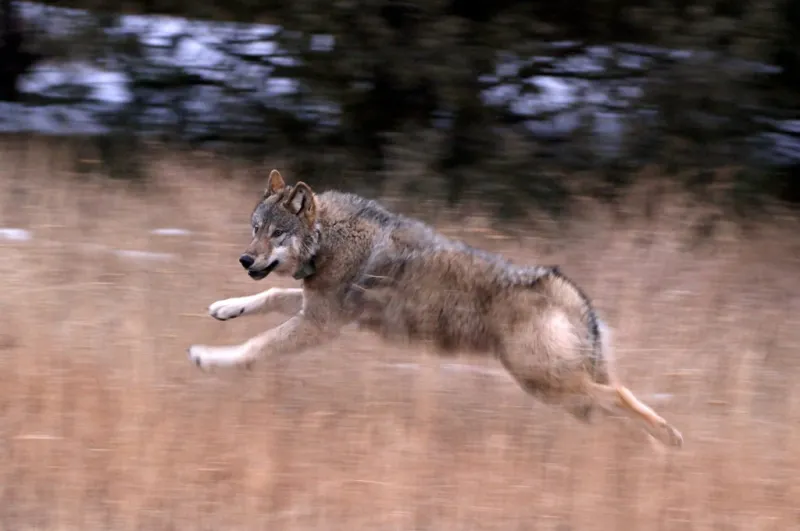 A licensed hunter killed a Colorado wolf in January