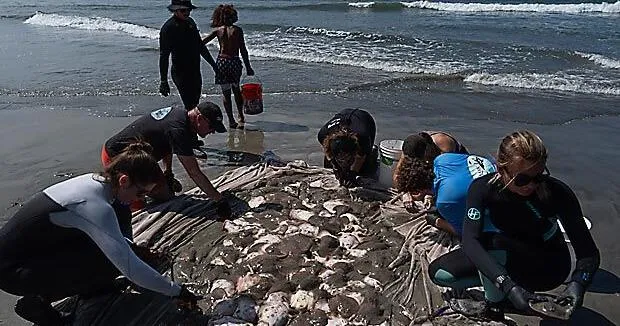 Stingray lashings up as marine heat wave off Southern California draws more to shore