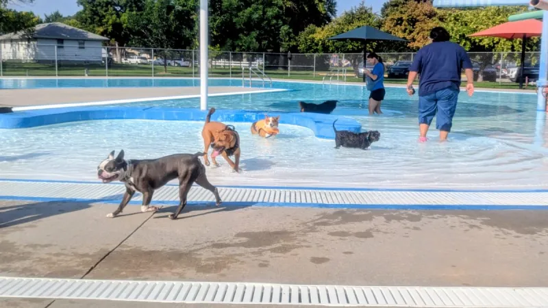 Puppy Plunge at Centennial Pool