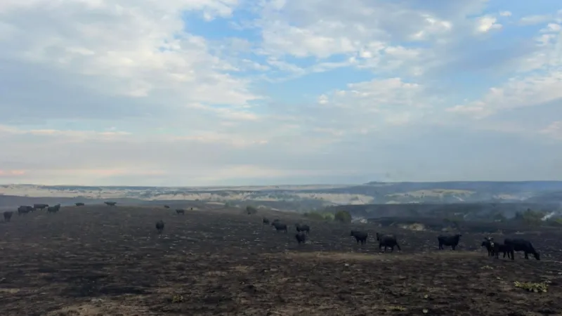 Letting it burn: Voices across the West say fires could be better managed