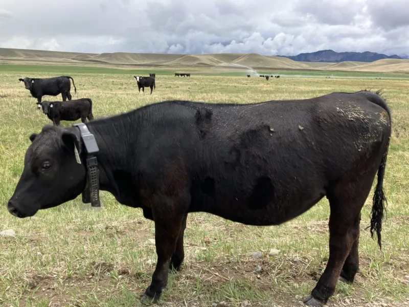 Virtual fencing: Farming into the future