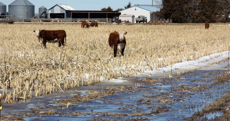 Cattle feed option in drought: Grazing standing corn