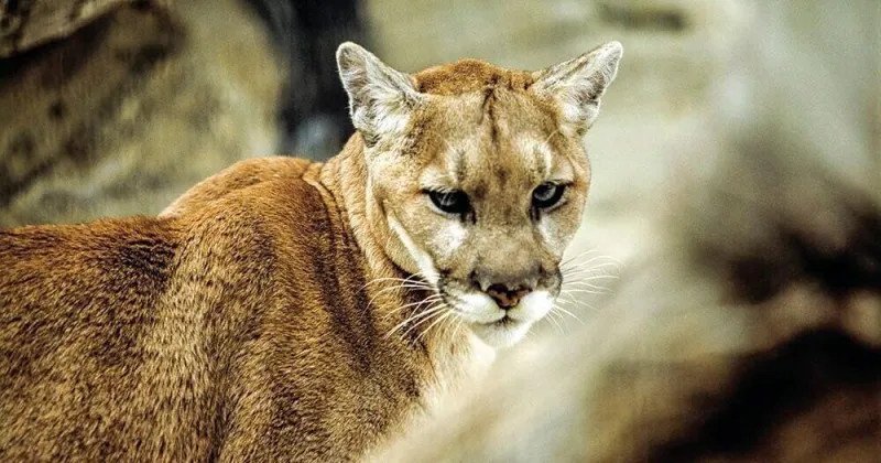 Nebraska Game and Parks Commission reduces mountain lion harvest limits in Pine Ridge, Wildcat Hills units