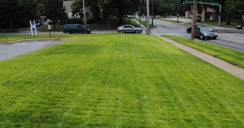 Elizabeth Exstrom: Why is my Kentucky bluegrass turning yellow?