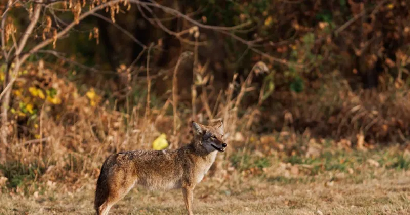 Predator control returns to county commissioner's agenda