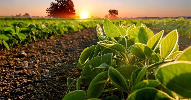 Jennifer Brhel: What's happening with varying rates of applied nitrogen?