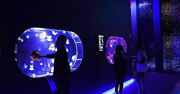 Florida's Jellyfish Museum is dedicated solely to the mesmerizing predators