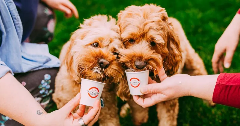 Celebrate National Dog Day at Scooter's coffee with free VIP cups for pups