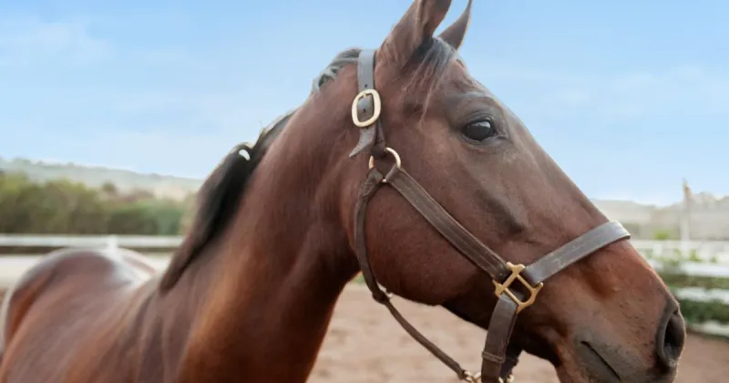 What to know: Panhandle horse tests positive for West Nile virus