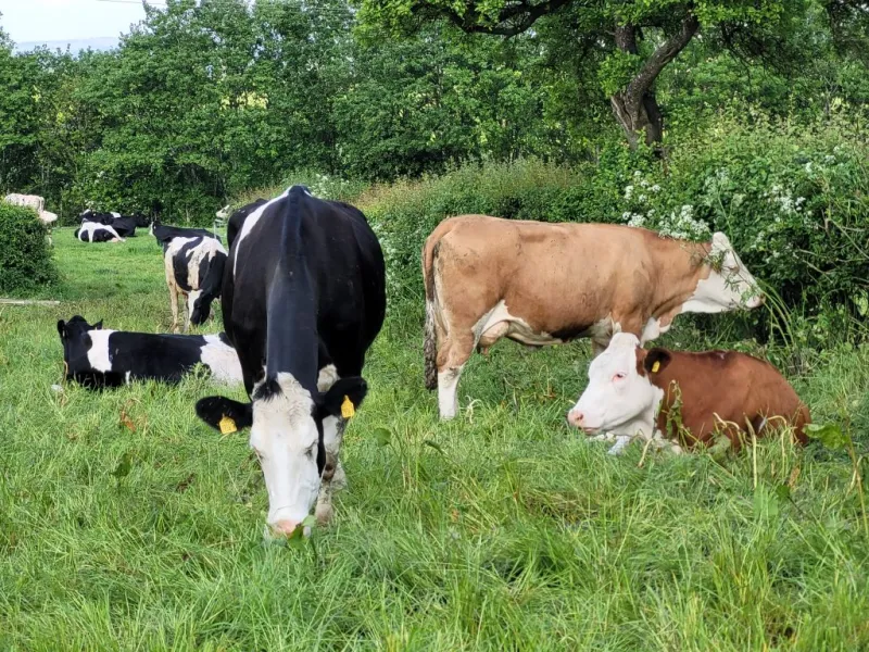 UK livestock farmers on high alert as bluetongue cases multiply