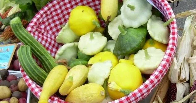 Cami Wells: A fresh look at summer squash