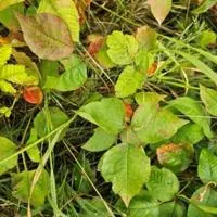 Mike Gutzmer: Poison ivy has different growth forms