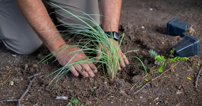 Native grasses, wildflowers shape vision for UNK campus