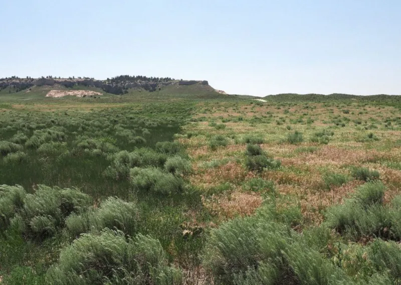 Nebraska Extension helps mitigate invasive cheatgrass in Nebraska rangeland