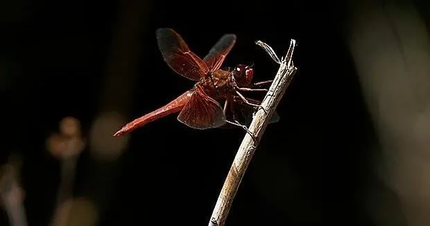 Unusual dragonfly swarms sweep across California after warm spring rains