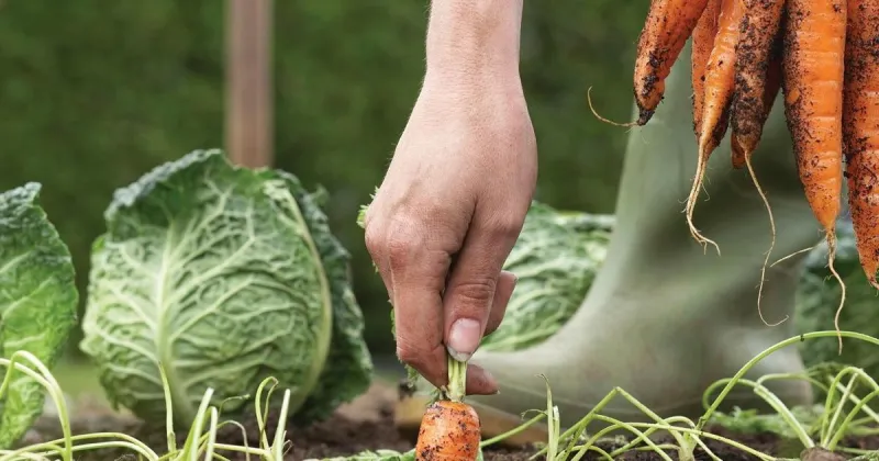 Elizabeth Exstrom: Give your vegetable garden a fall encore
