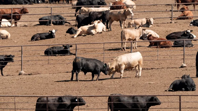 How Trump's beef plan, tariffs risk alienating farmers, GOP voters