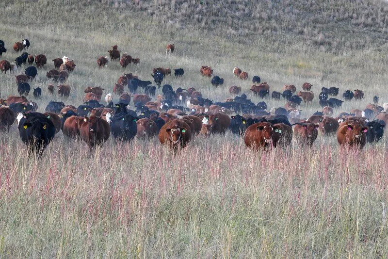 PRF insurance: For all perennial forages, including hay crops