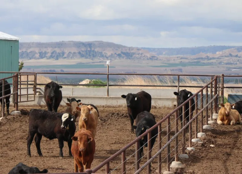 Secretary Rollins announces Ranchers First Initiative to rebuild the US beef herd