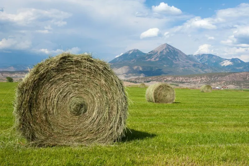 Mountain hayfields can filter nutrients and support clean water