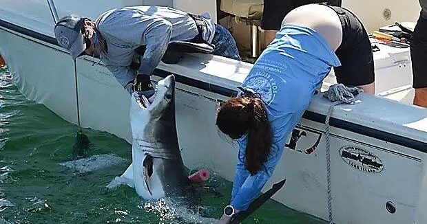 Researchers catch sharks off NY's Hamptons, attach trackers to toothy predators