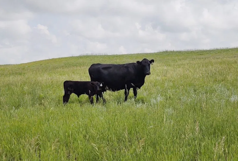 Drought Grazing Field Tour scheduled near Sidney