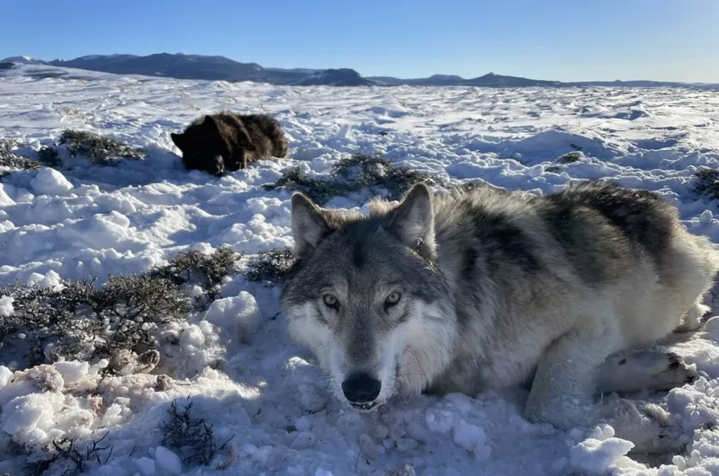 Trump orders Department of the Interior to finalize gray wolf's listing status