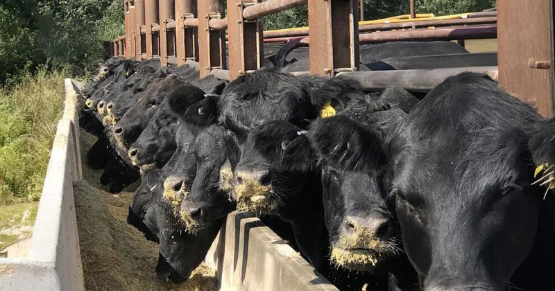 October webinar focuses on feeding the cowherd