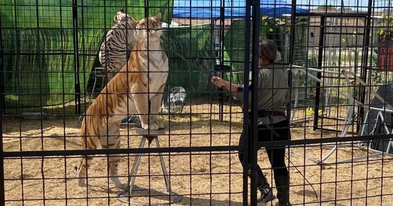 'The Tiger Encounter' features two Bengal tigers and an African serval