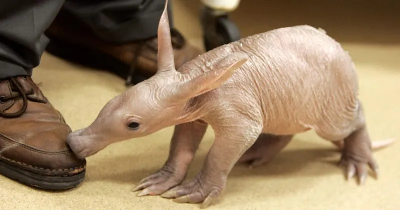 JAKE ROBERTS: Apparently, ant-eating aardvarks aren't anteaters