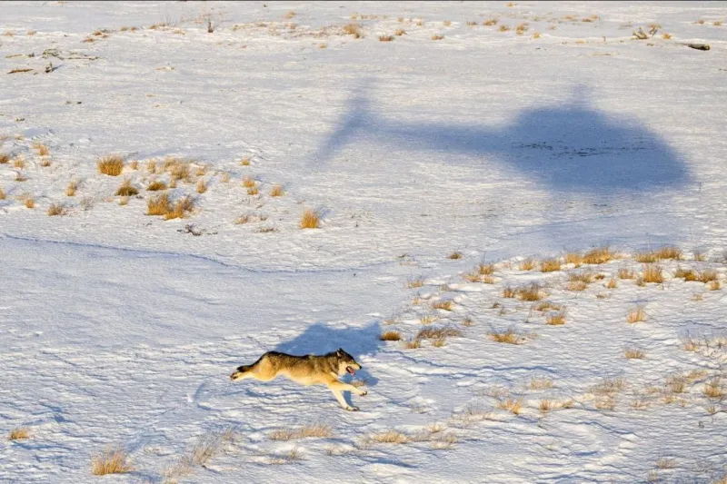CPW kills 2 wolves from Copper Creek, Three Creek packs following livestock attacks