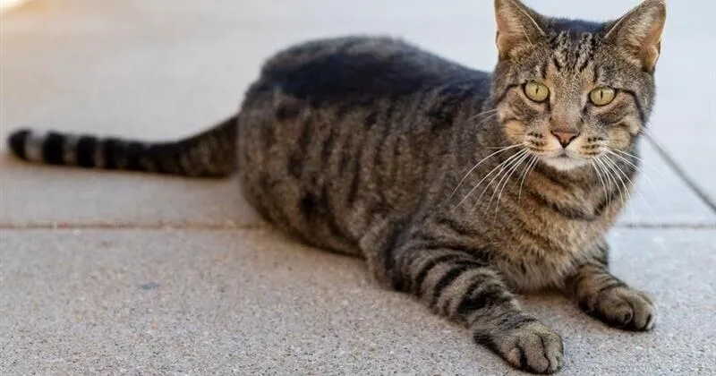 Paul Hammel: Fight over feline calls for having a little fun sometimes