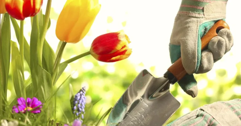 Elizabeth Exstrom: Tulip time! Plant now for spring color